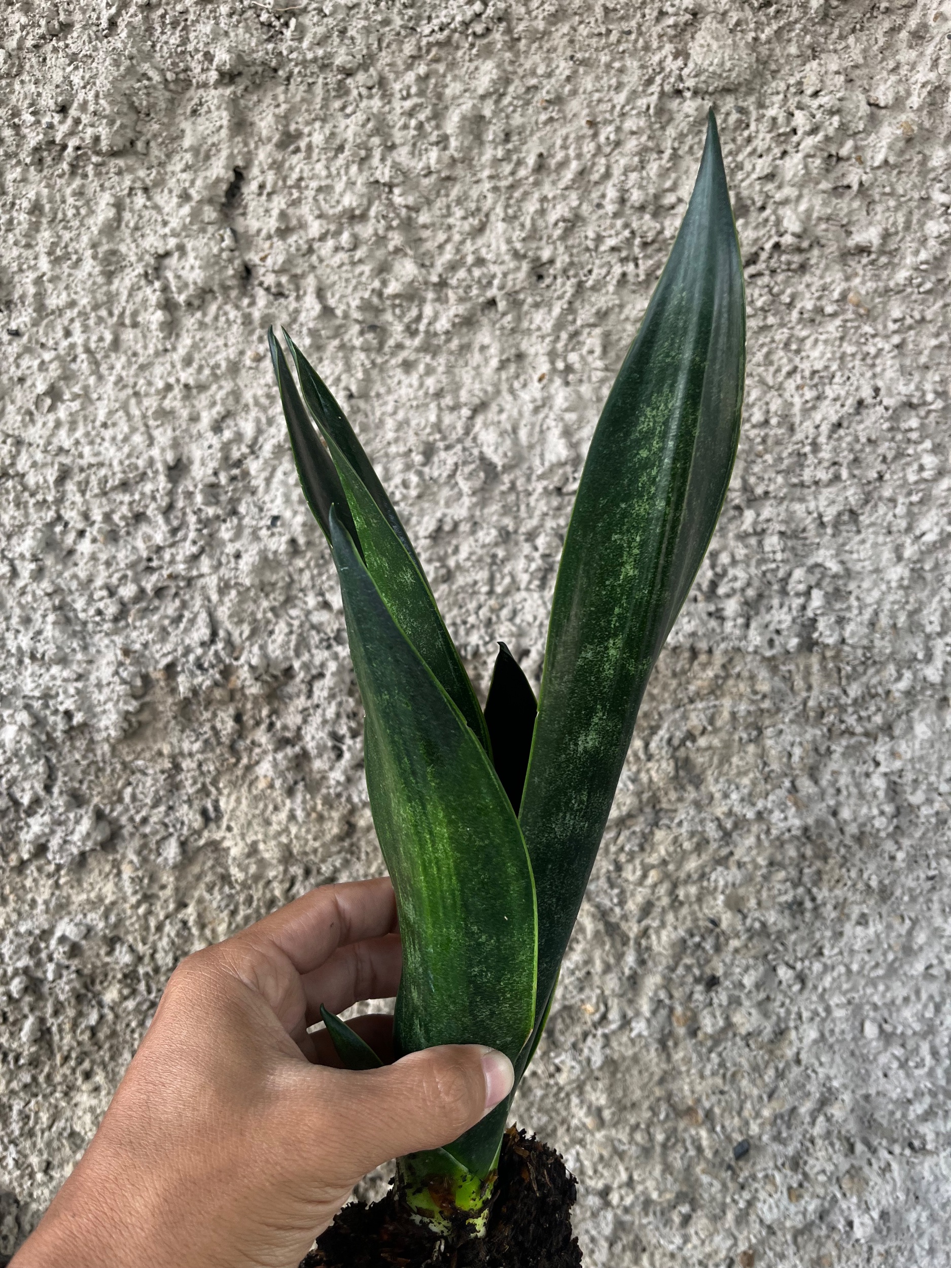 2564. Sansevieria Arrow Green On Green - Image 3
