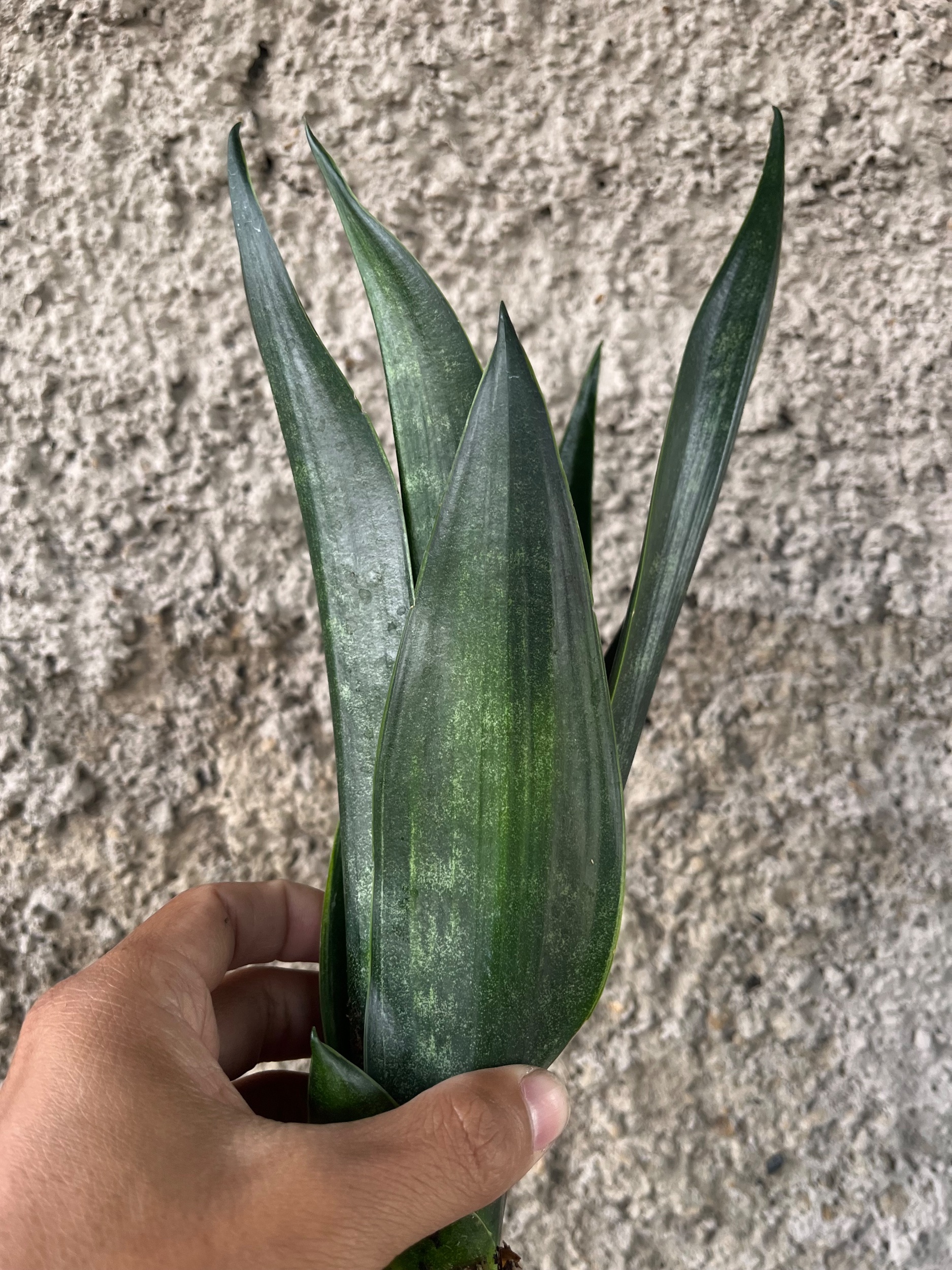 2564. Sansevieria Arrow Green On Green - Image 4