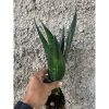 2564. Sansevieria Arrow Green On Green
