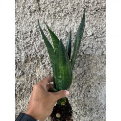 2564. Sansevieria Arrow Green On Green
