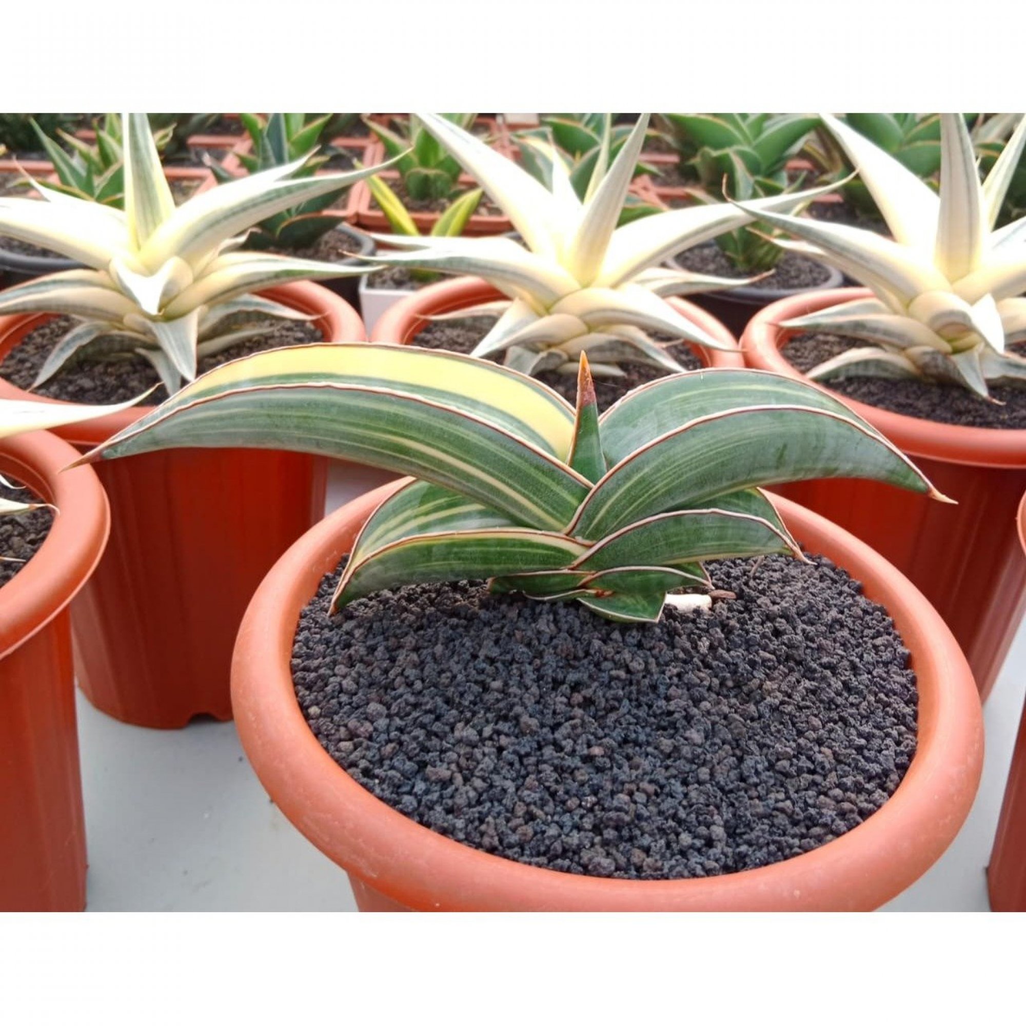 2593. Sansevieria Banana Variegated size 12 cm