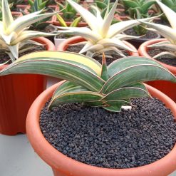 2593. Sansevieria Banana Variegated size 12 cm - Image 3