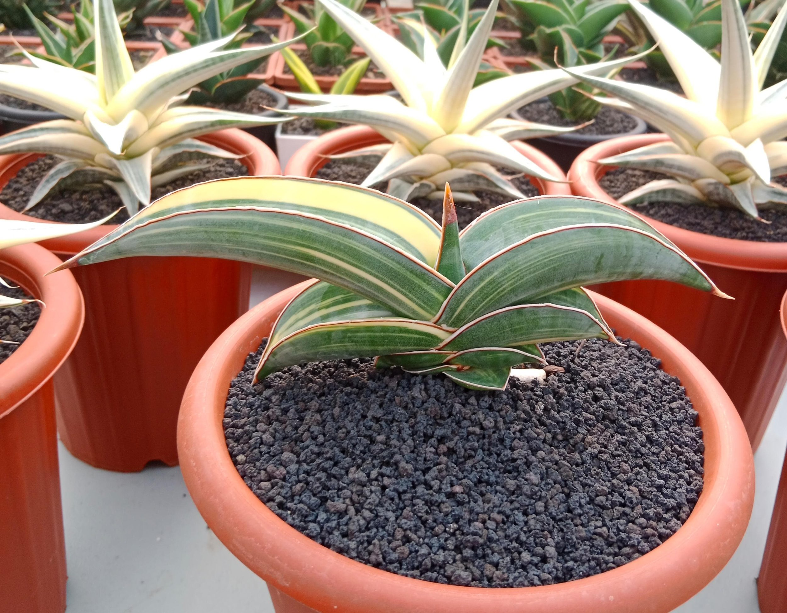 2593. Sansevieria Banana Variegated size 12 cm - Image 3