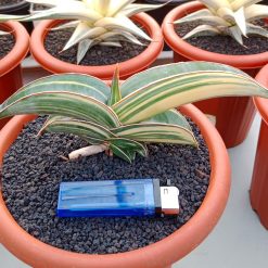 2593. Sansevieria Banana Variegated size 12 cm - Image 4