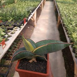2559. Sansevieria Banana Variegated size 22 cm