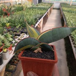 2559. Sansevieria Banana Variegated size 22 cm - Image 2