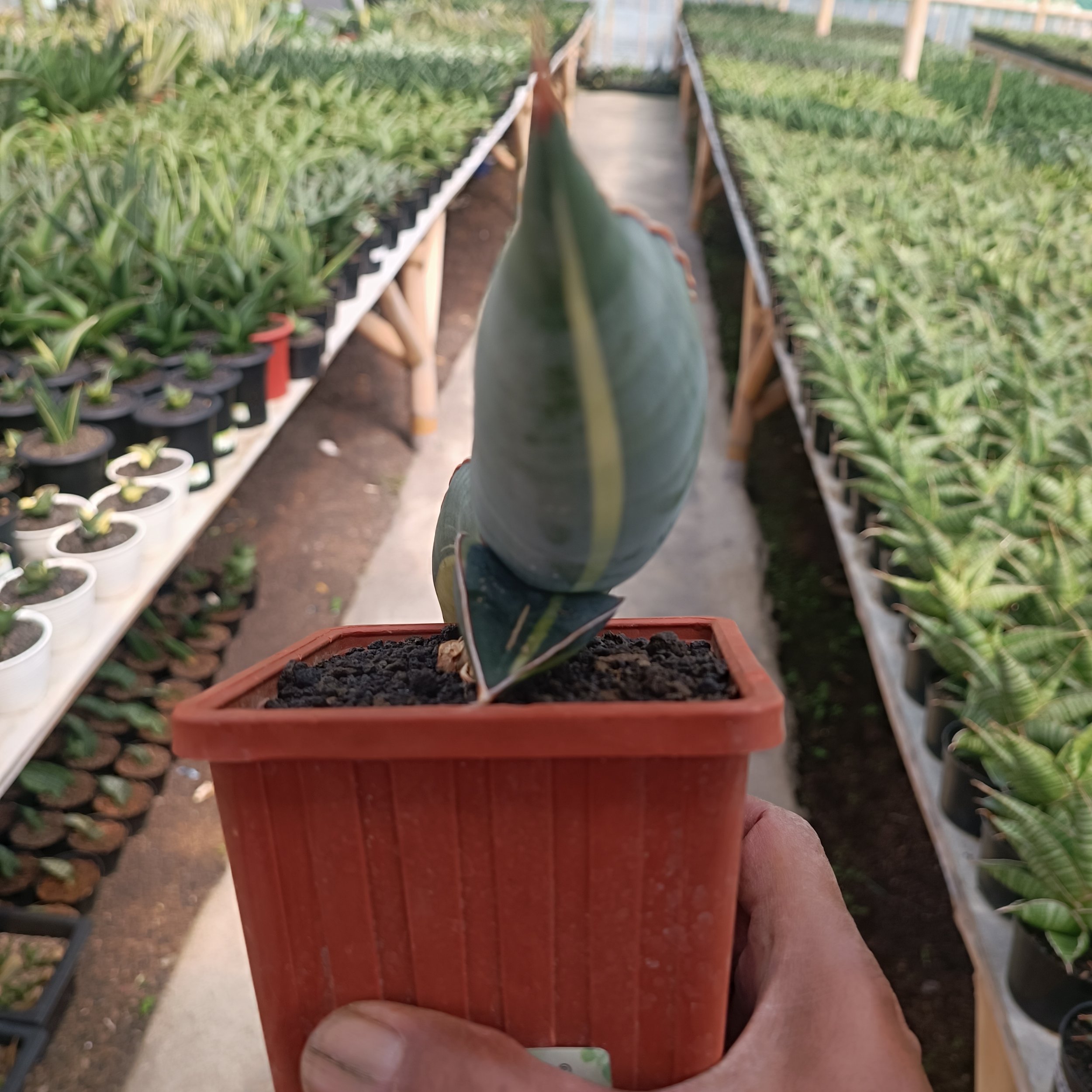 2559. Sansevieria Banana Variegated size 22 cm - Image 3