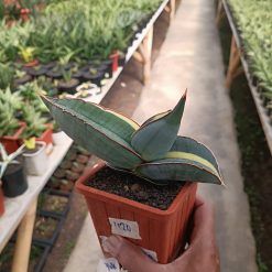 2559. Sansevieria Banana Variegated size 22 cm - Image 4