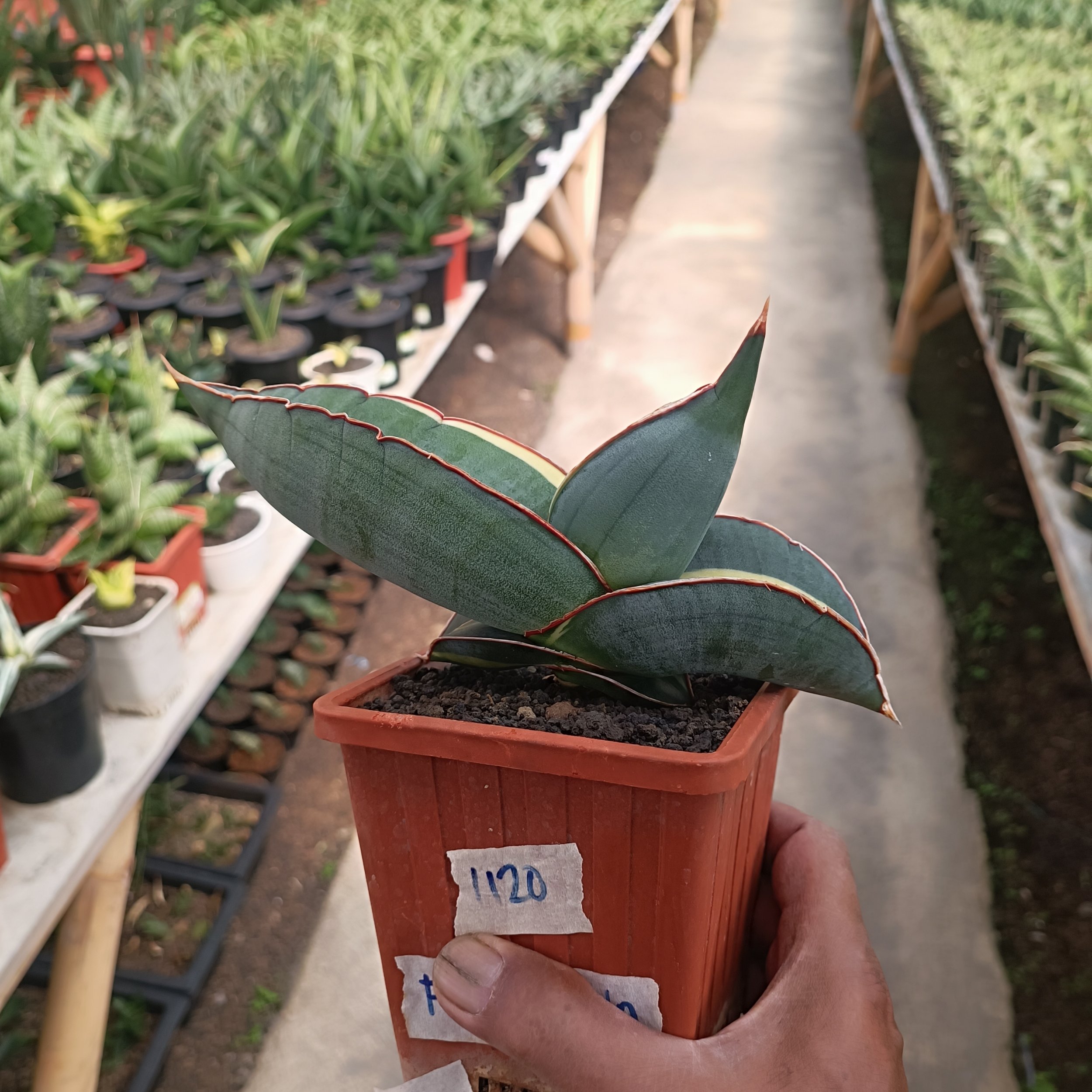 2559. Sansevieria Banana Variegated size 22 cm - Image 5
