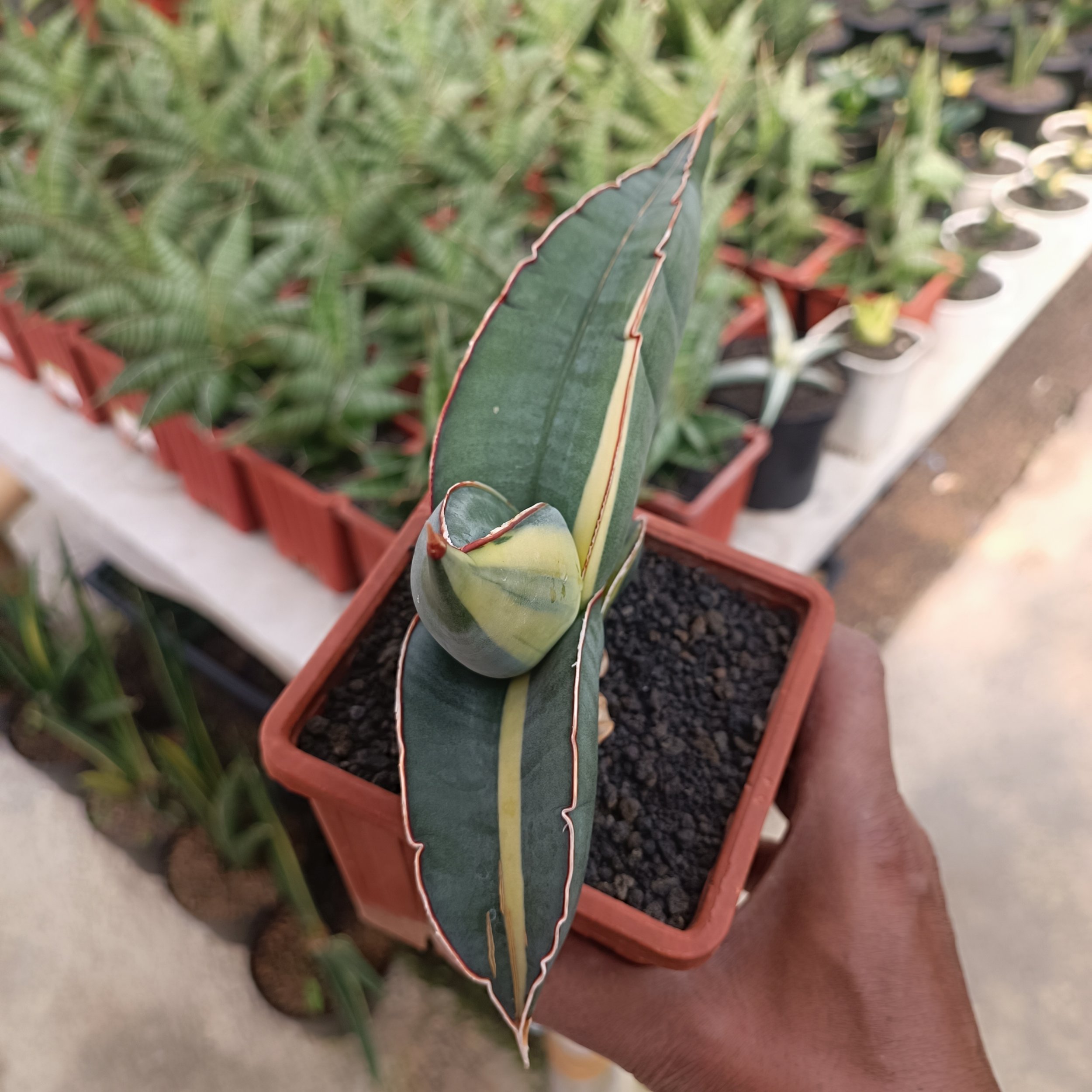 2559. Sansevieria Banana Variegated size 22 cm - Image 6