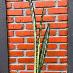 2578. Sansevieria Bantel Batik size 45 cm - Image 2