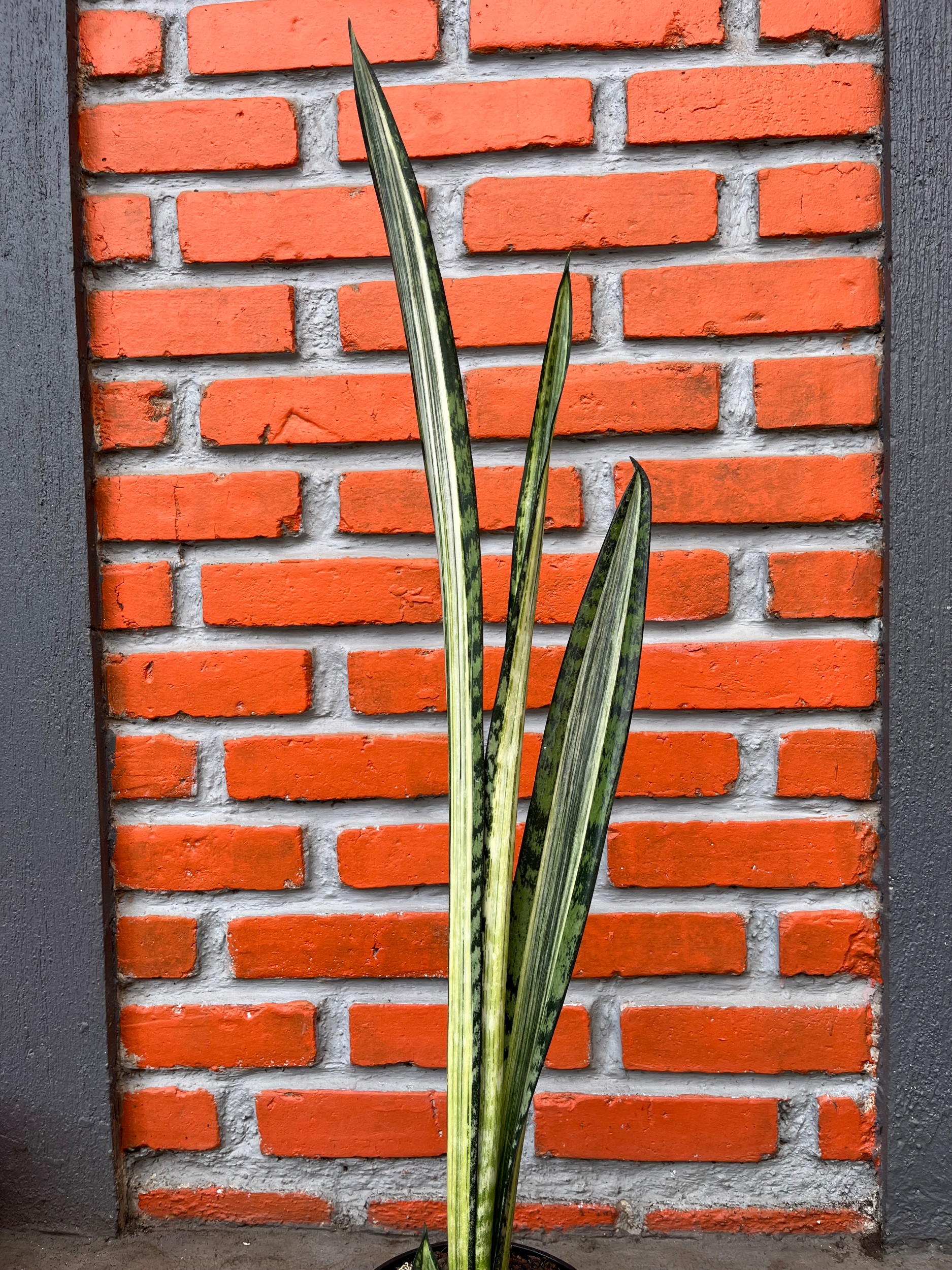 2578. Sansevieria Bantel Batik size 45 cm - Image 2