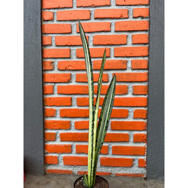 2578. Sansevieria Bantel Batik size 45 cm