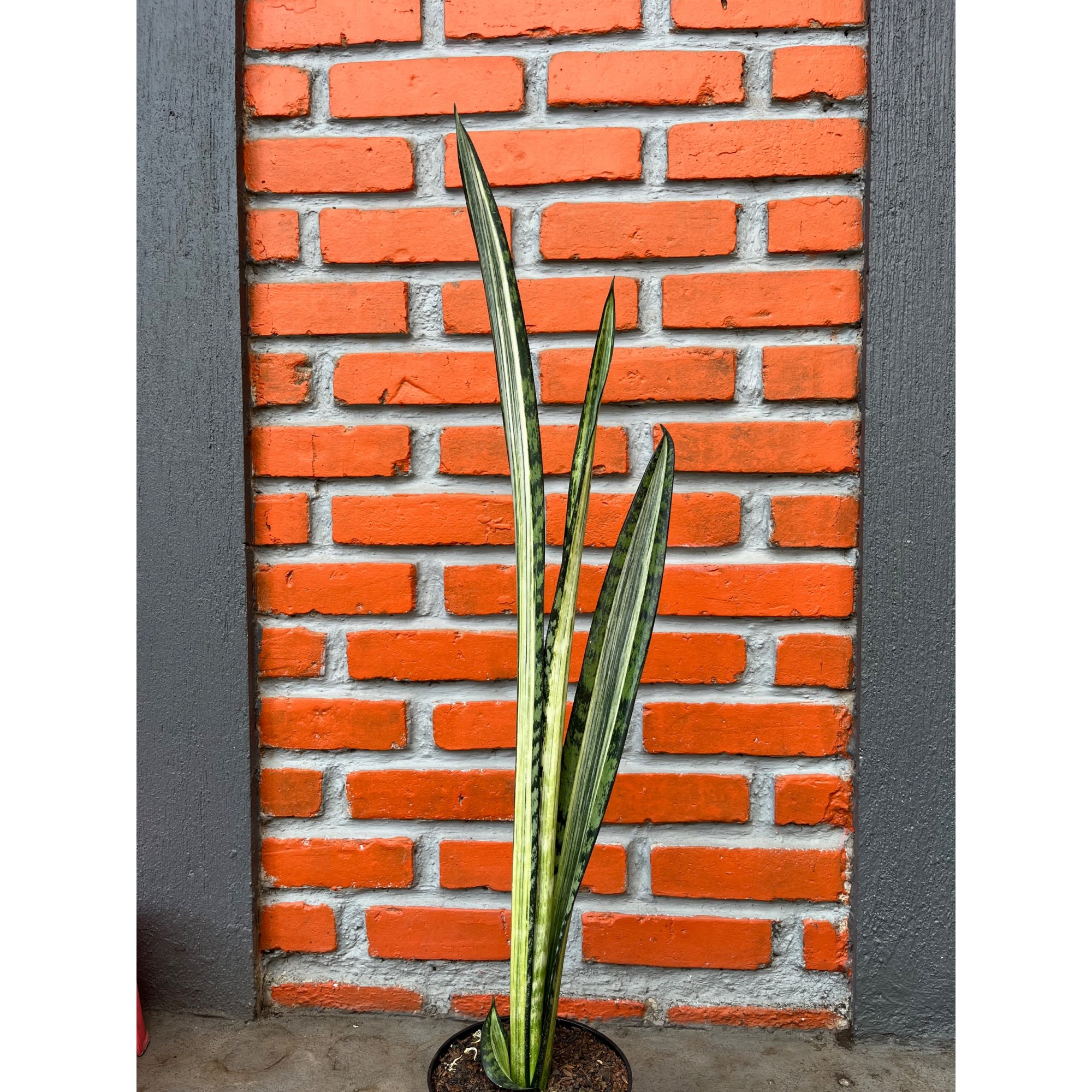 2578. Sansevieria Bantel Batik size 45 cm
