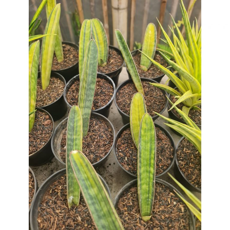 2501. Sansevieria Baseball Variegated 10pcs Size 20cm