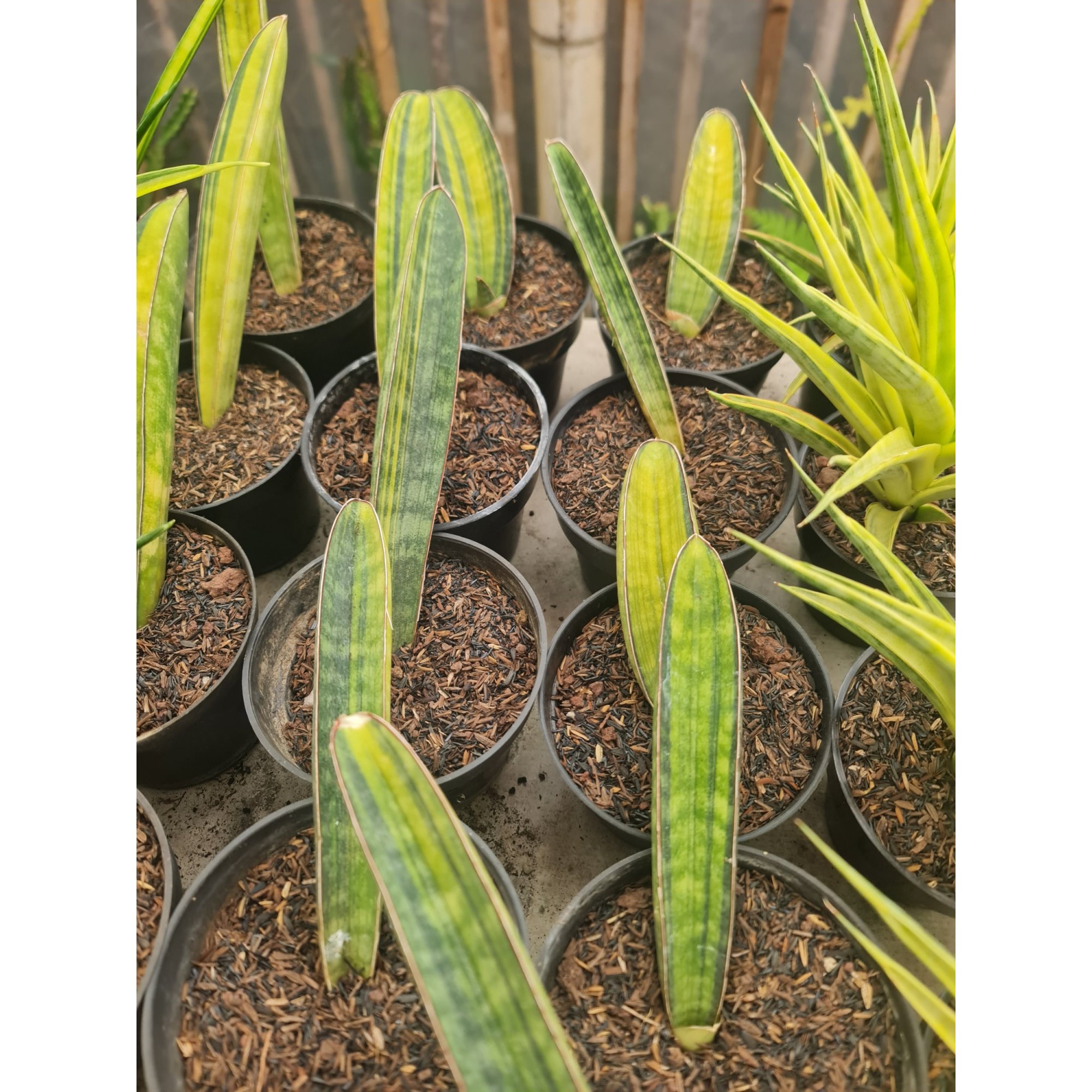 2501. Sansevieria Baseball Variegated 10pcs Size 20cm