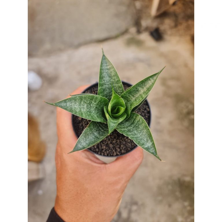 2537. Sansevieria Black Castle 5pcs