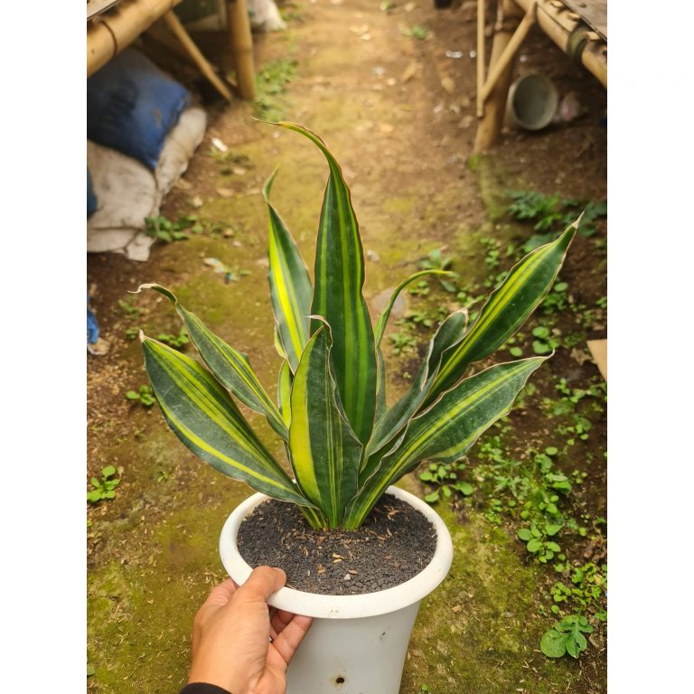 2536. Sansevieria Black Rose Variegated Big Size