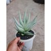 2508. Sansevieria Chanin Thorut Big Size
