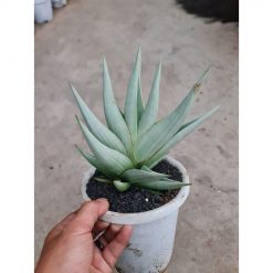 2508. Sansevieria Chanin Thorut Big Size