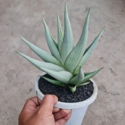 2508. Sansevieria Chanin Thorut Big Size - Image 2