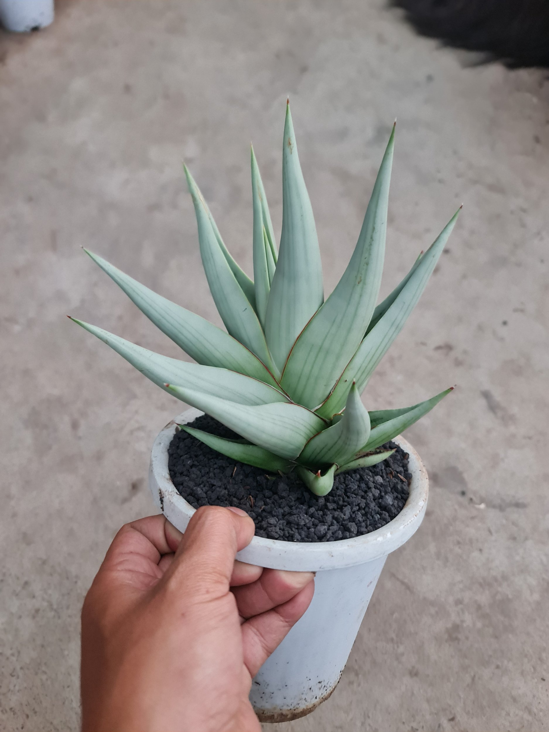 2508. Sansevieria Chanin Thorut Big Size - Image 2