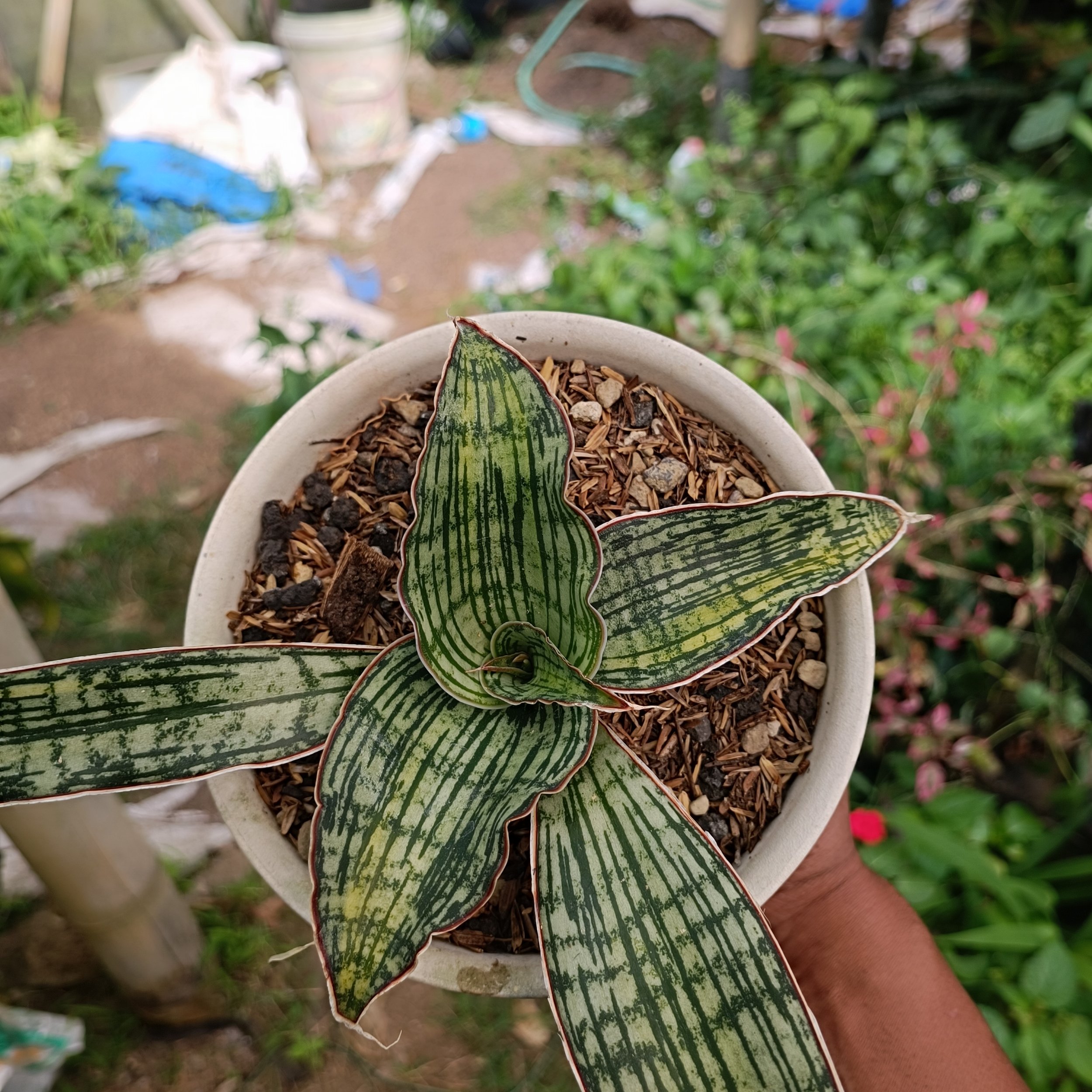 2461. Sansevieria Cleopatra Variegated size 25 cm - Image 2