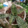 2461. Sansevieria Cleopatra Variegated size 25 cm