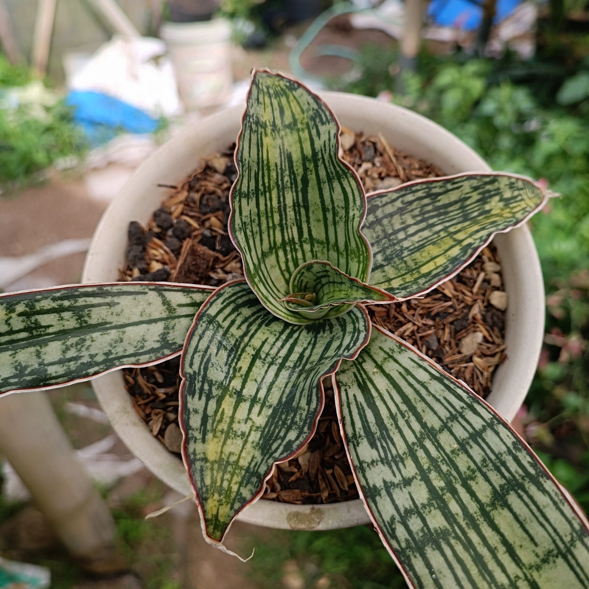 2461. Sansevieria Cleopatra Variegated size 25 cm