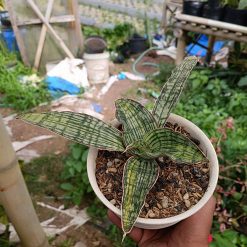 2461. Sansevieria Cleopatra Variegated size 25 cm - Image 3