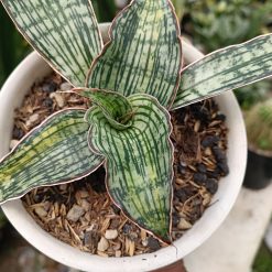 2461. Sansevieria Cleopatra Variegated size 25 cm - Image 4