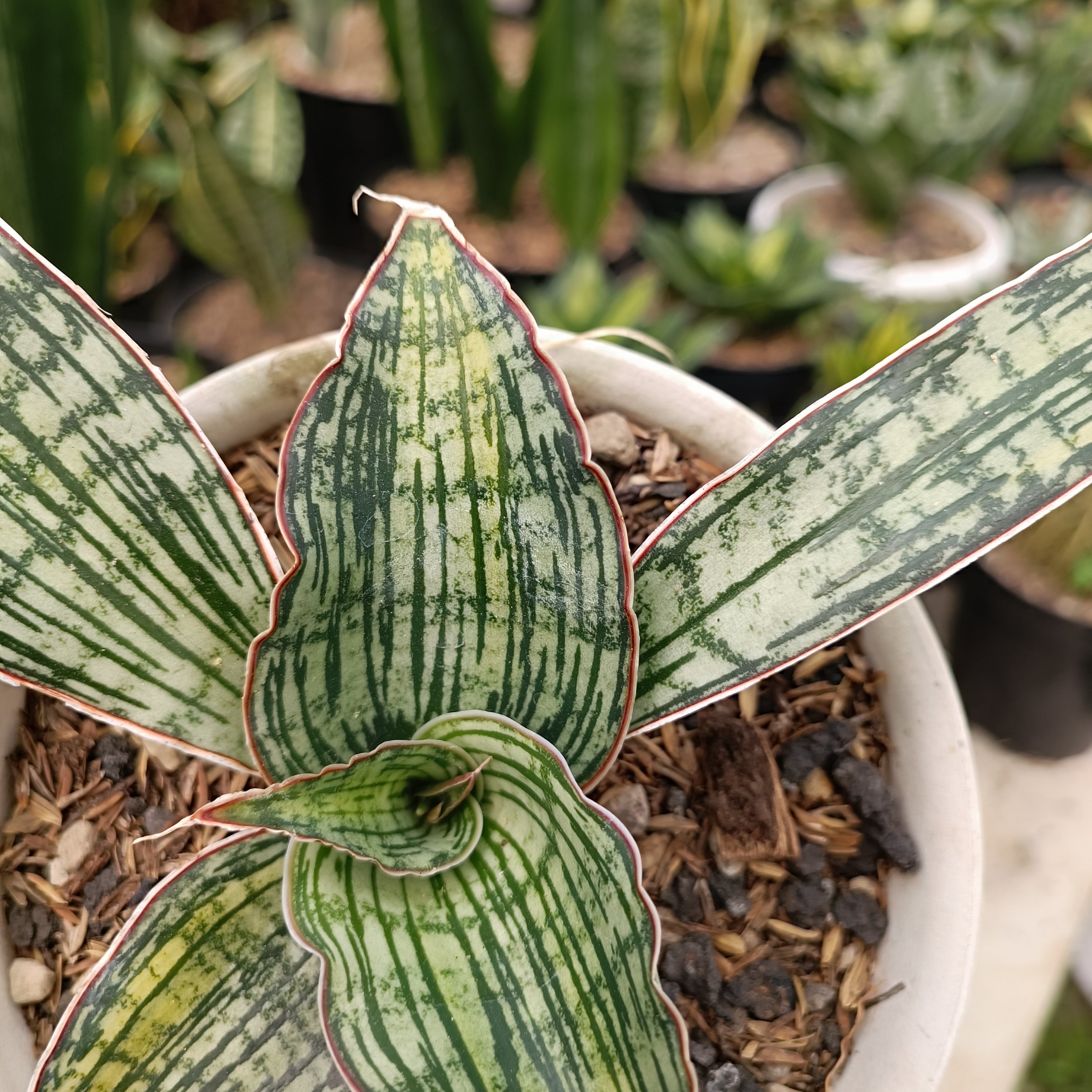 2461. Sansevieria Cleopatra Variegated size 25 cm - Image 5