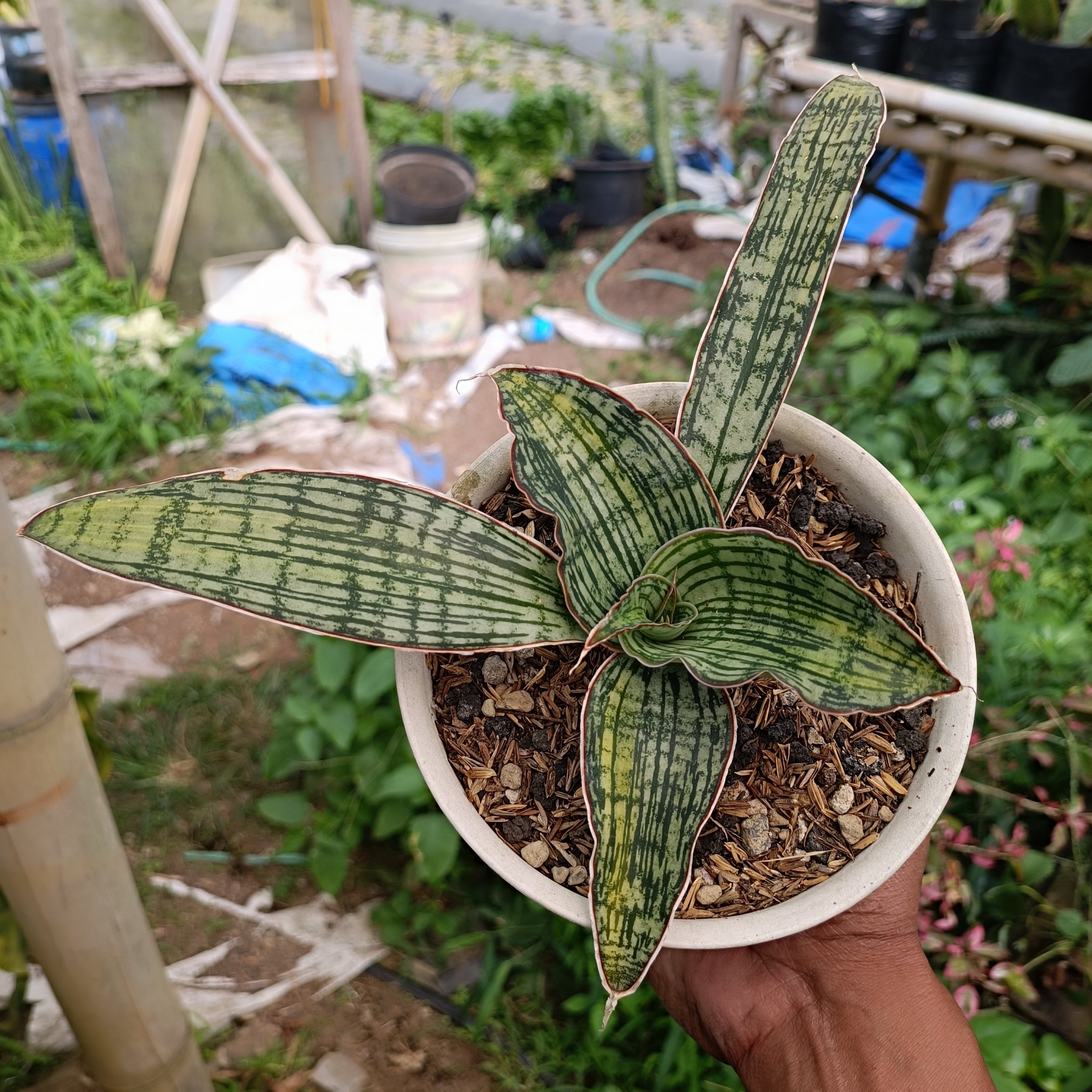 2461. Sansevieria Cleopatra Variegated size 25 cm - Image 6