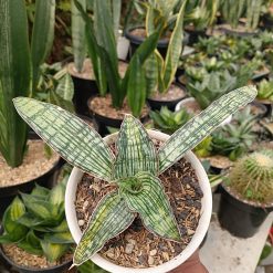 2461. Sansevieria Cleopatra Variegated size 25 cm - Image 7