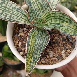 2461. Sansevieria Cleopatra Variegated size 25 cm - Image 8