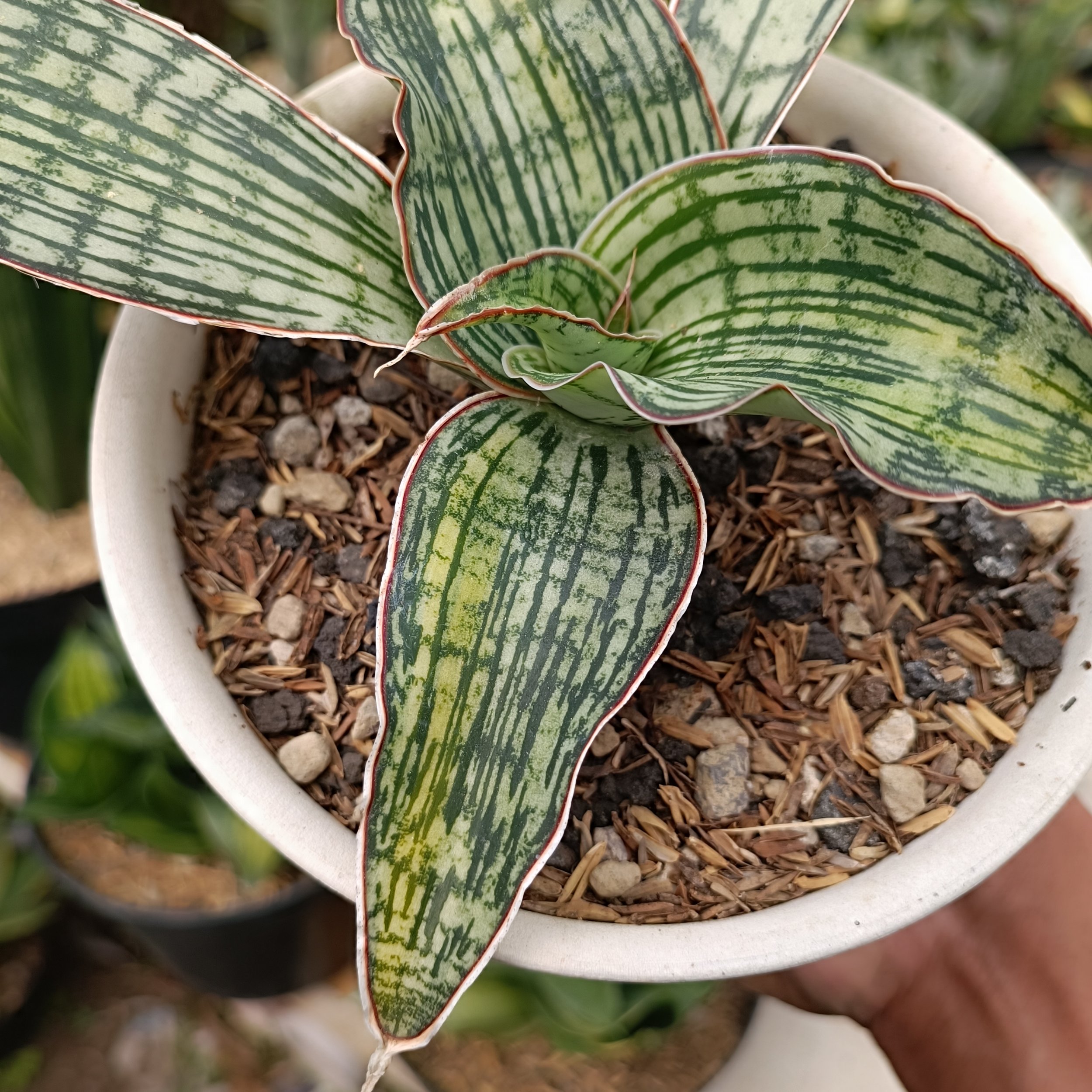 2461. Sansevieria Cleopatra Variegated size 25 cm - Image 8
