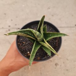 2499. Sansevieria Dempet / Punk - Image 2