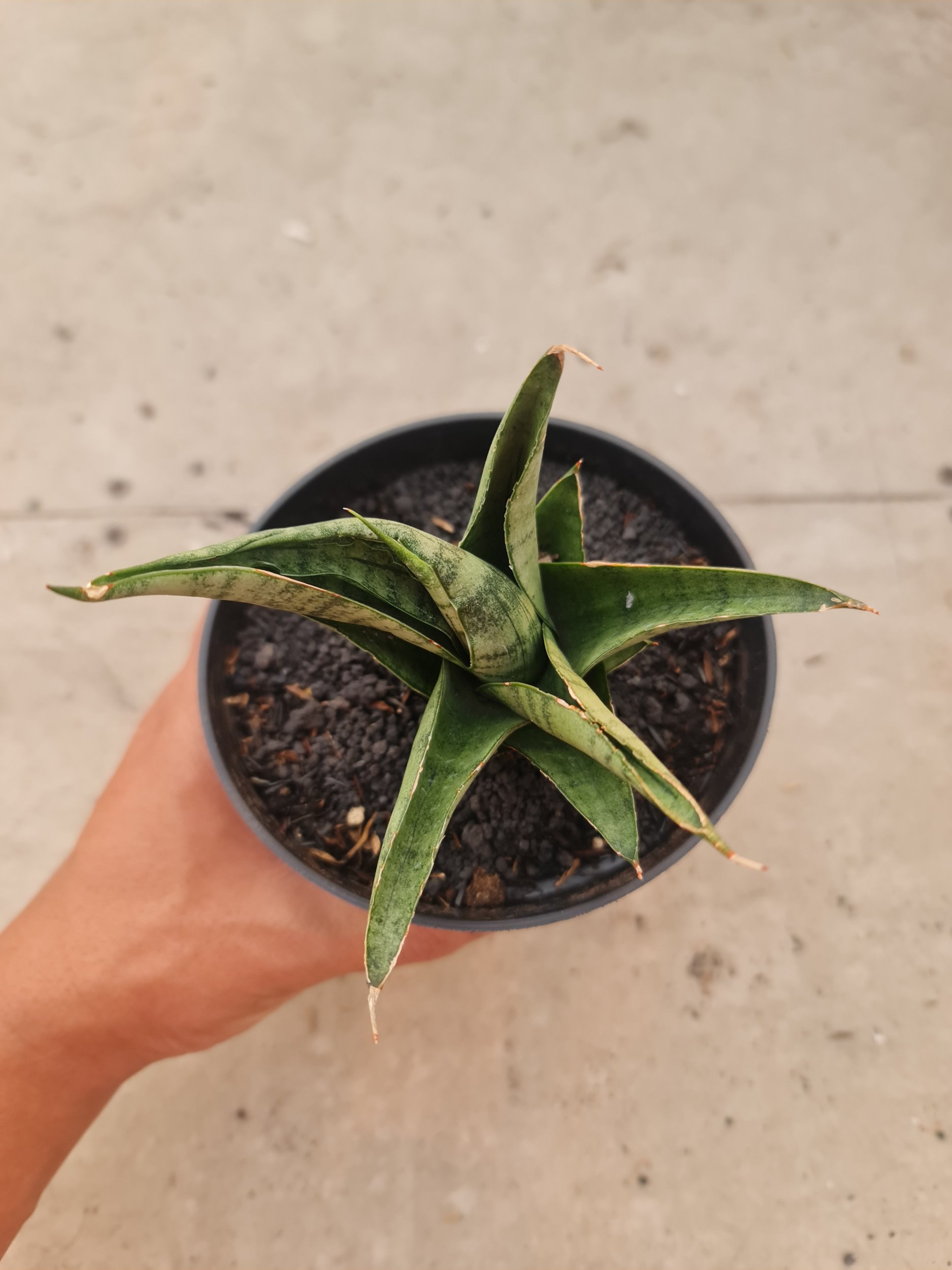 2499. Sansevieria Dempet / Punk - Image 2