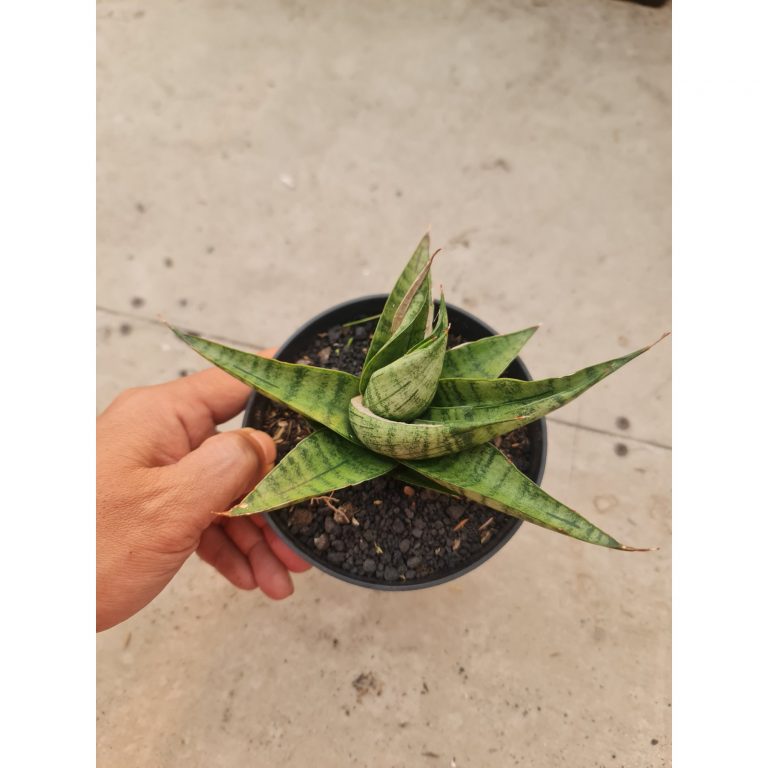 2499. Sansevieria Dempet / Punk