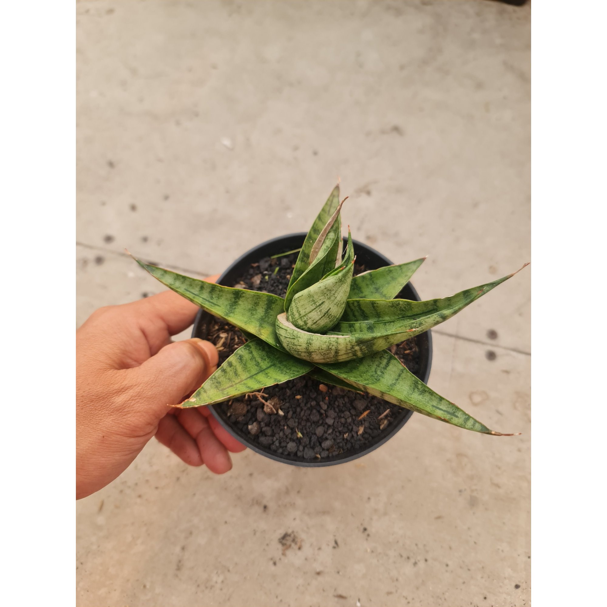 2499. Sansevieria Dempet / Punk