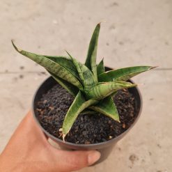 2499. Sansevieria Dempet / Punk - Image 3