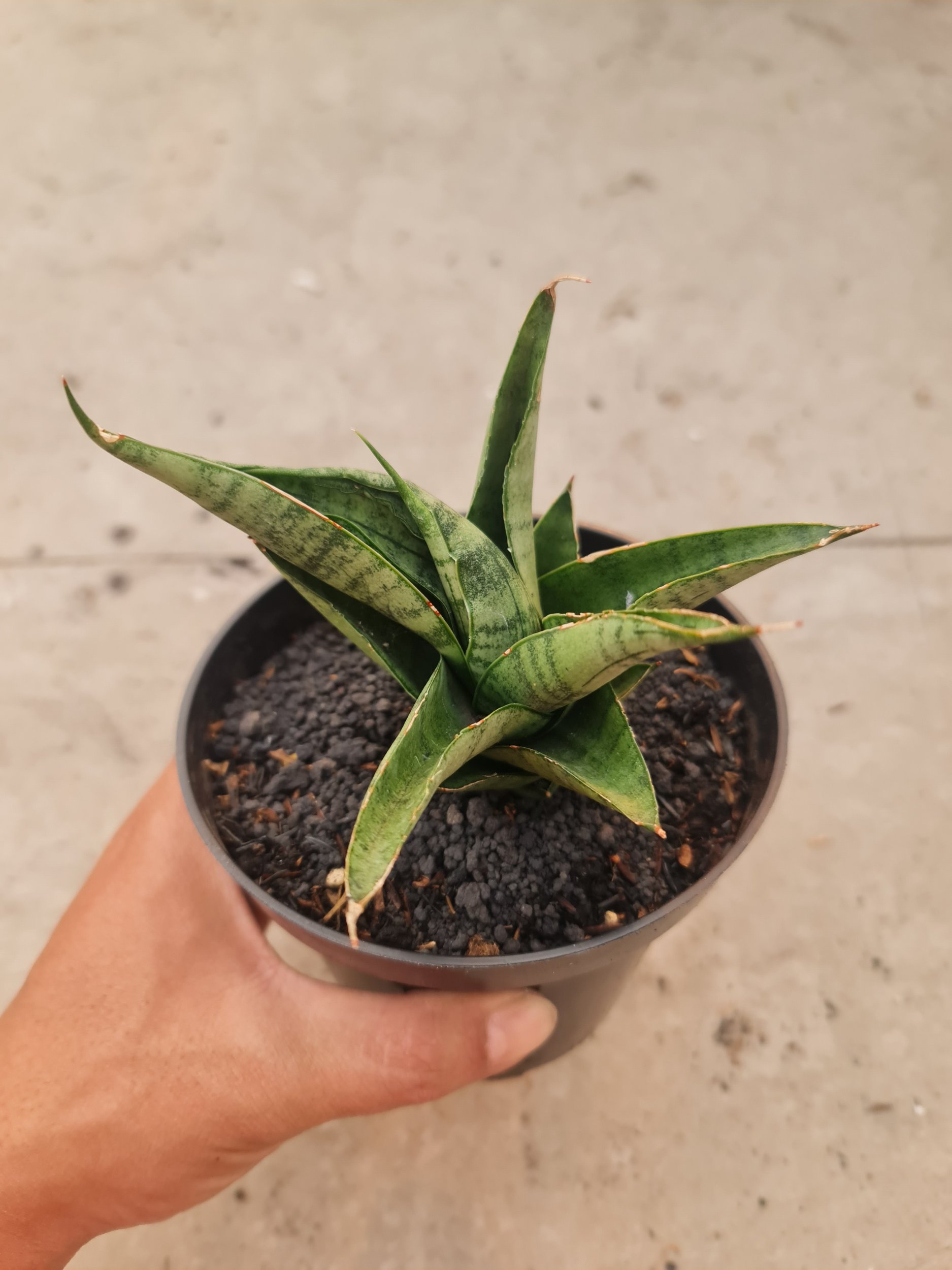 2499. Sansevieria Dempet / Punk - Image 3