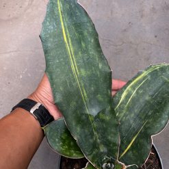 2588. Sansevieria Douglas Variegated size 30 cm - Image 2