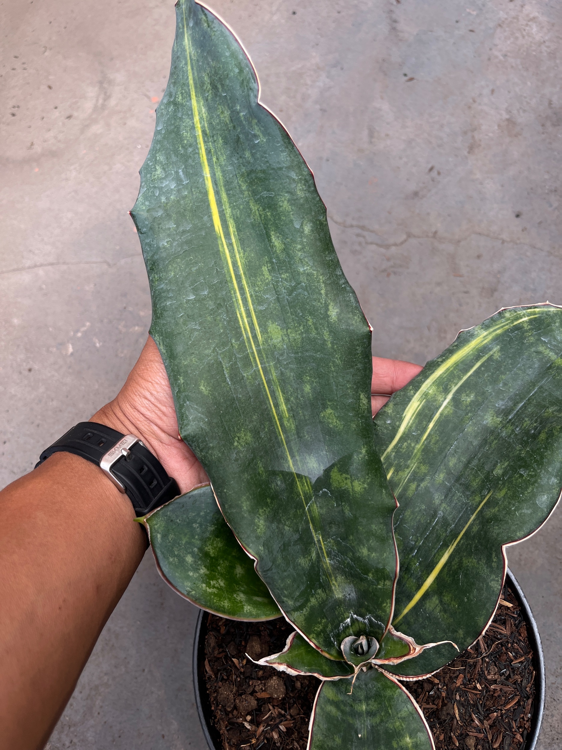 2588. Sansevieria Douglas Variegated size 30 cm - Image 2