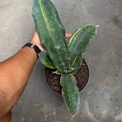 2588. Sansevieria Douglas Variegated size 30 cm - Image 3