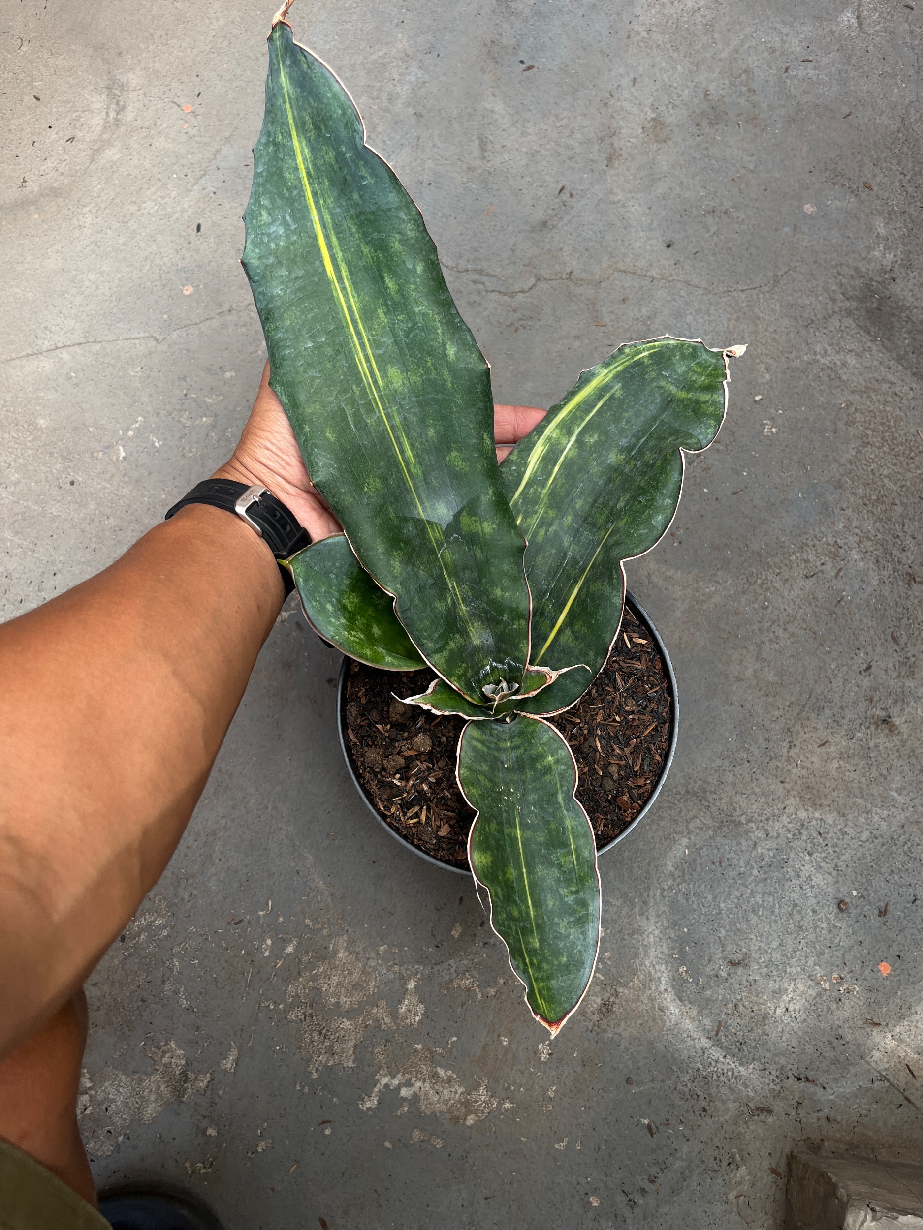 2588. Sansevieria Douglas Variegated size 30 cm - Image 3