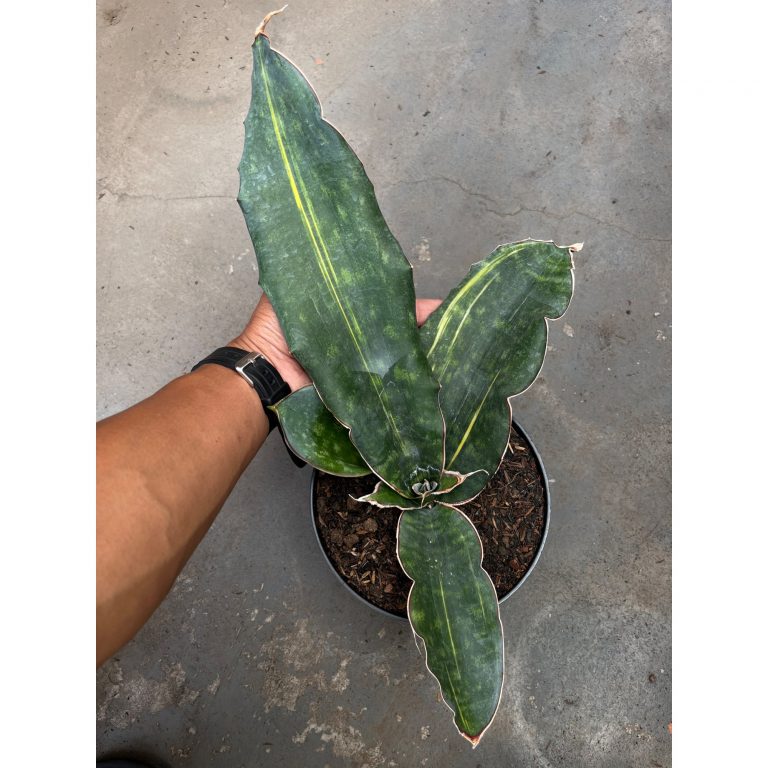 2588. Sansevieria Douglas Variegated size 30 cm
