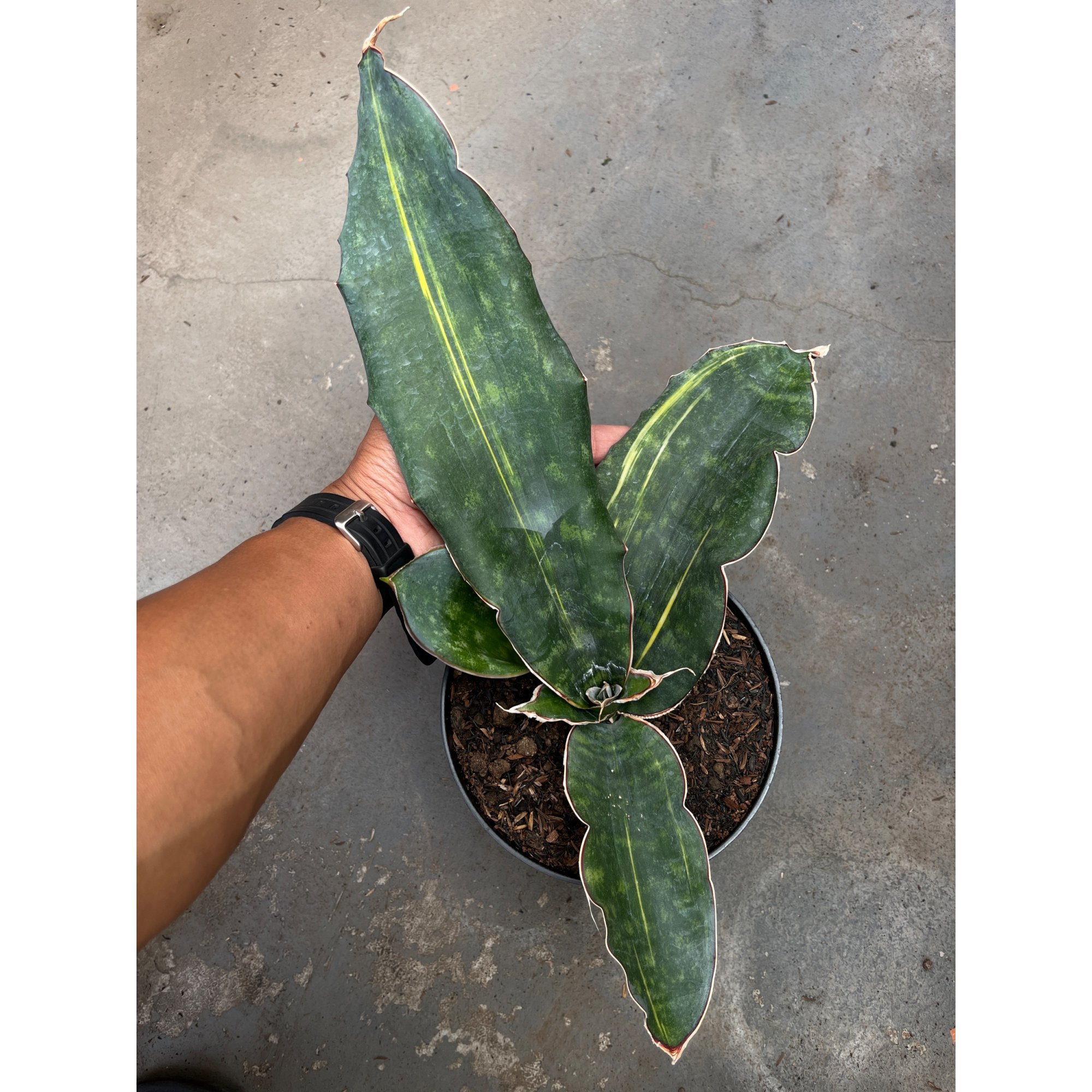 2588. Sansevieria Douglas Variegated size 30 cm