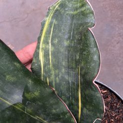 2588. Sansevieria Douglas Variegated size 30 cm - Image 4