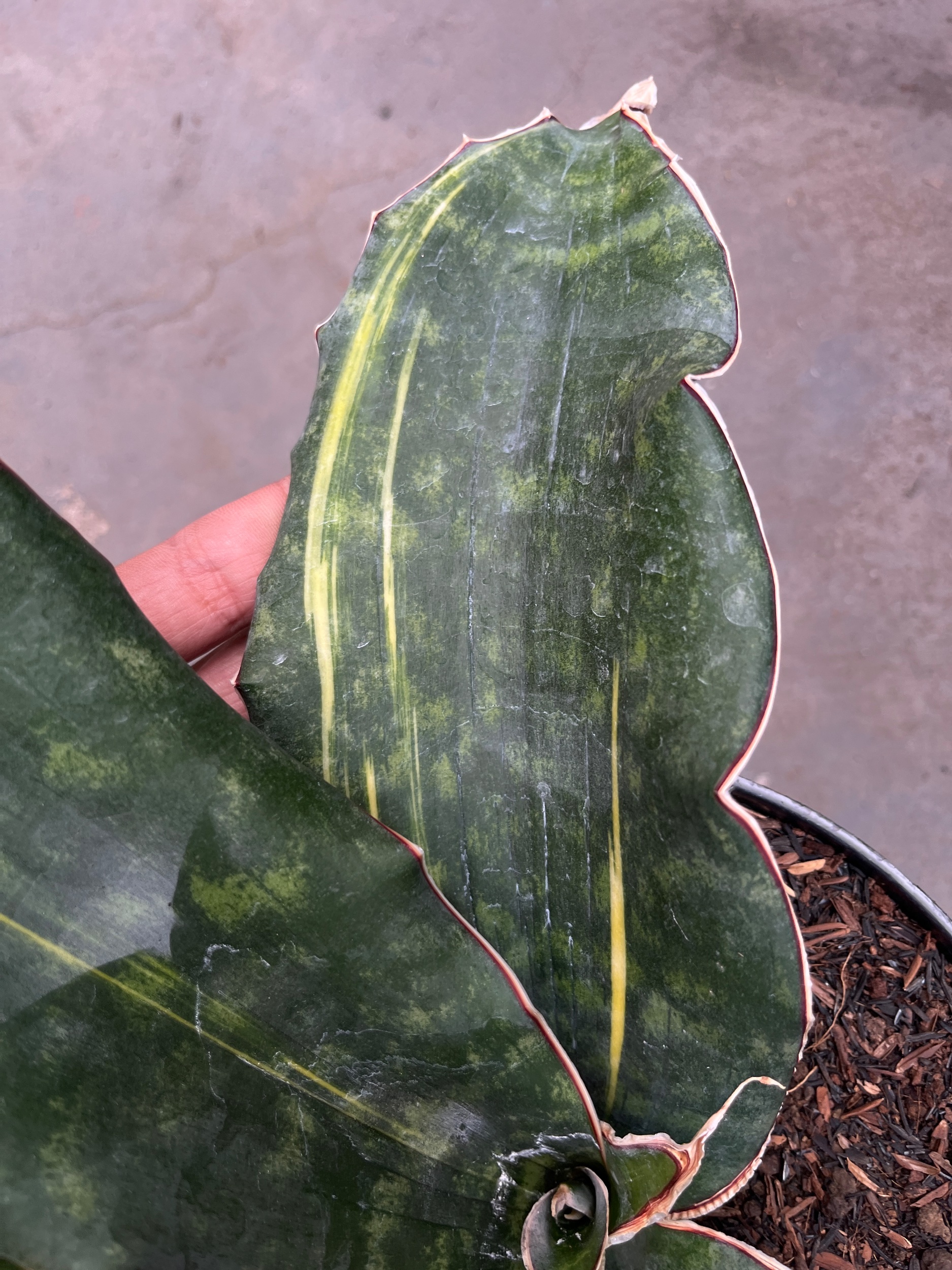 2588. Sansevieria Douglas Variegated size 30 cm - Image 4